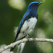 Blue-and-white Flycatcher