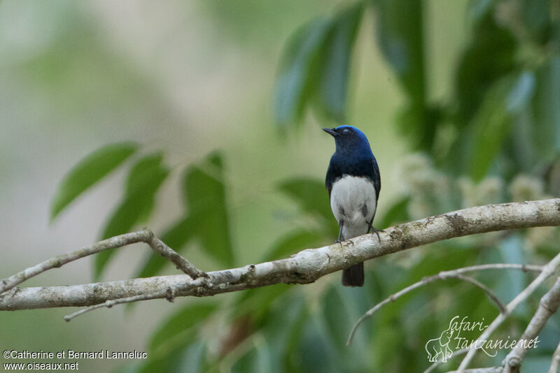 Blue-and-white Flycatcher male adult
