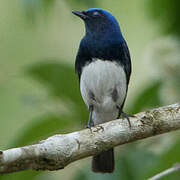 Blue-and-white Flycatcher