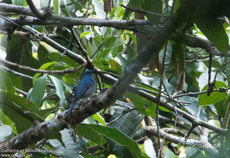 Gobemouche bleuâtre mâle adulte, habitat, pigmentation