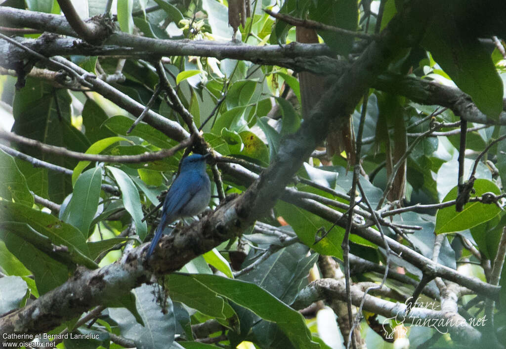 Pale Blue Flycatcher male adult, habitat, pigmentation