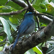 Pale Blue Flycatcher