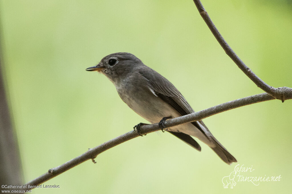 Asian Brown Flycatcherjuvenile, identification