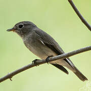 Asian Brown Flycatcher