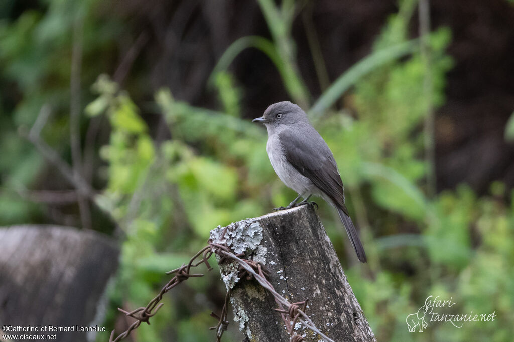 Abyssinian Slaty Flycatcheradult, identification