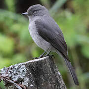 Abyssinian Slaty Flycatcher