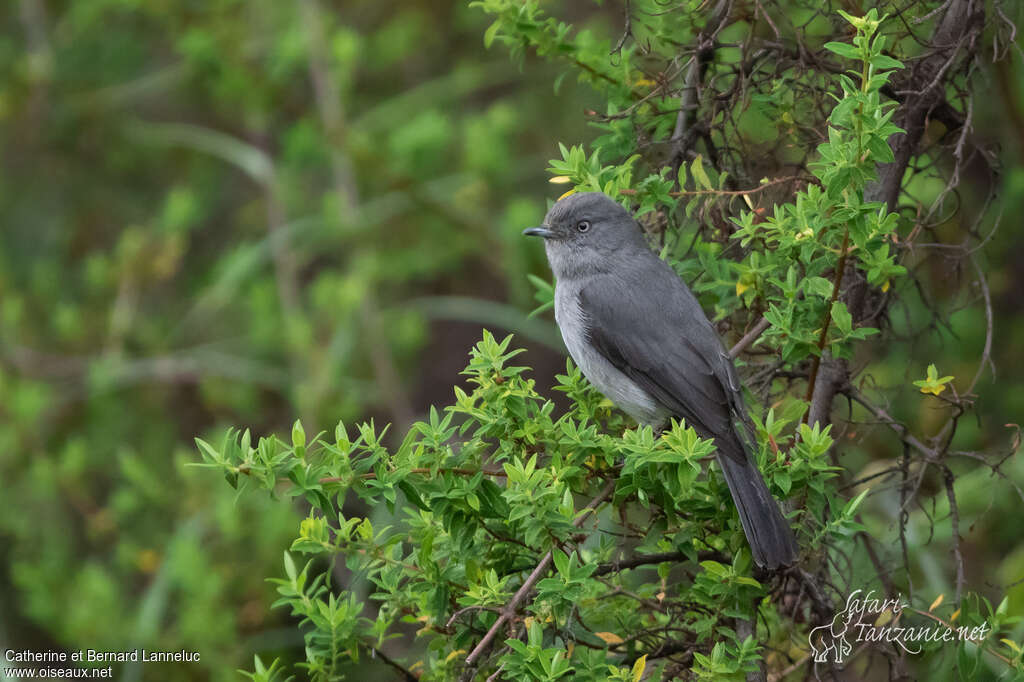 Abyssinian Slaty Flycatcheradult, identification