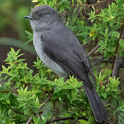 Abyssinian Slaty Flycatcher