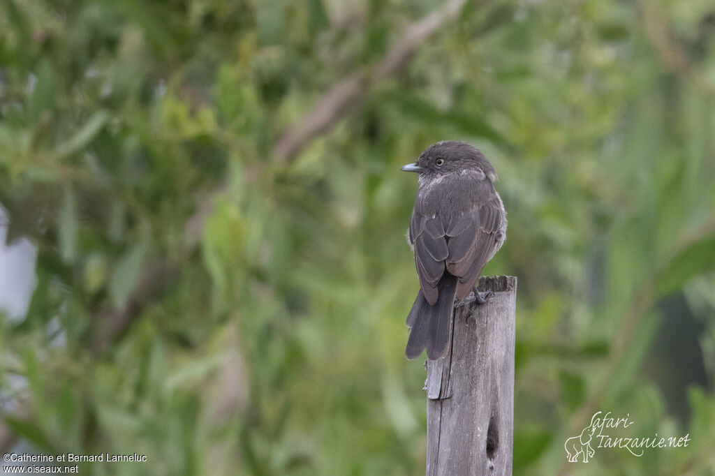 Abyssinian Slaty Flycatcher