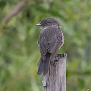 Abyssinian Slaty Flycatcher