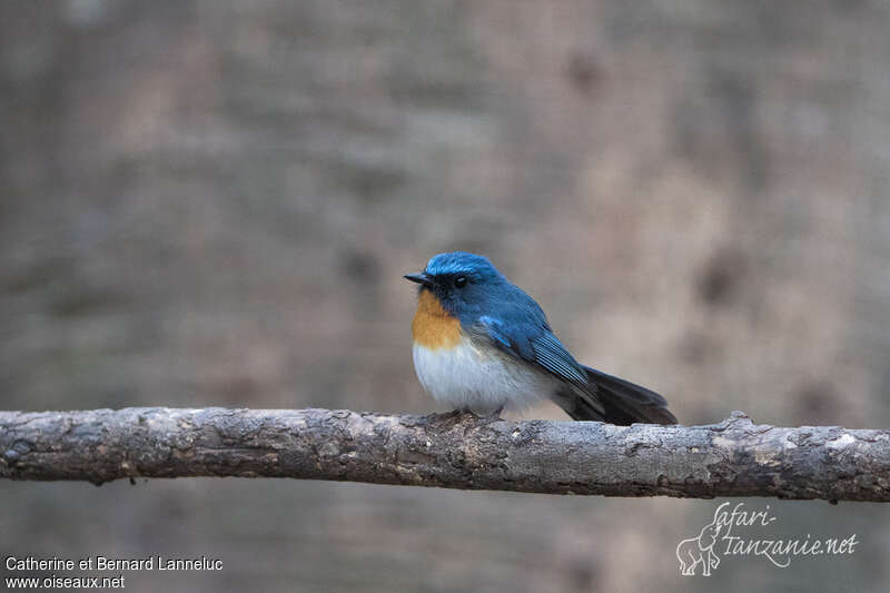 Indochinese Blue Flycatcher male adult, close-up portrait