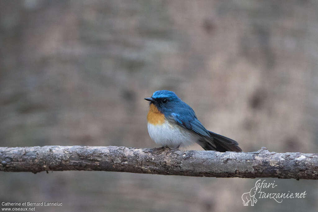 Indochinese Blue Flycatcher male adult, close-up portrait