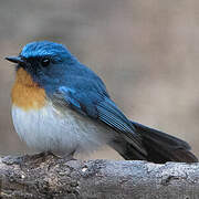 Indochinese Blue Flycatcher