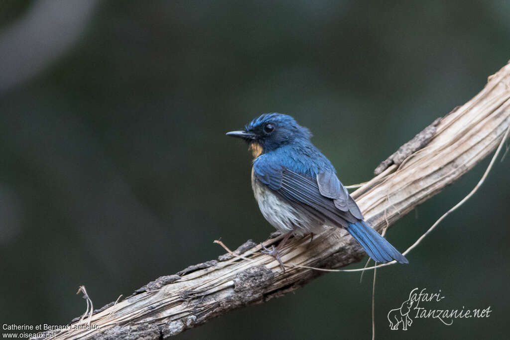 Indochinese Blue Flycatcher male adult, habitat, pigmentation