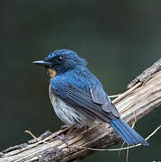 Indochinese Blue Flycatcher