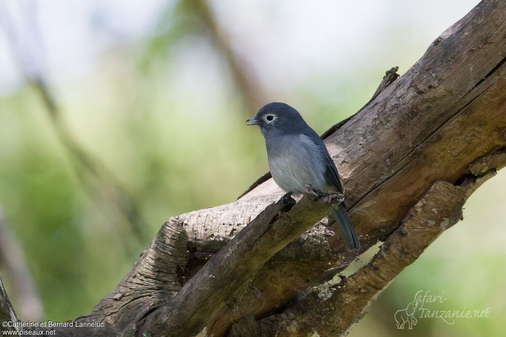 White-eyed Slaty Flycatcher