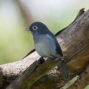 White-eyed Slaty Flycatcher