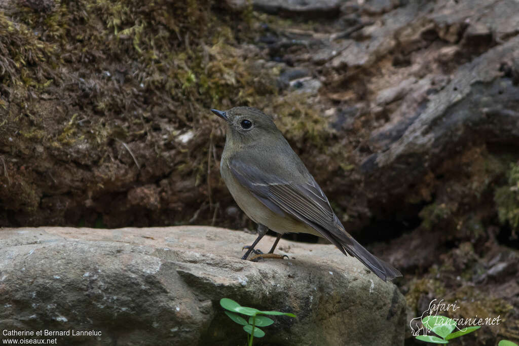 Slaty-backed Flycatcher female adult, identification