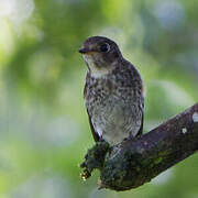 Dark-sided Flycatcher