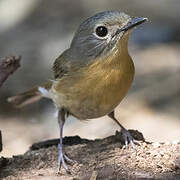 Hill Blue Flycatcher