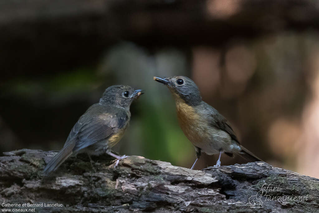 Hill Blue Flycatcher, pigmentation, eats, Behaviour