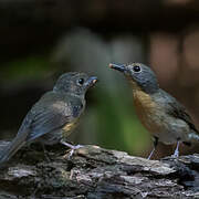 Hill Blue Flycatcher