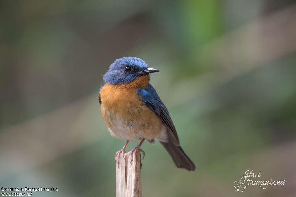 Hill Blue Flycatcher male adult, close-up portrait