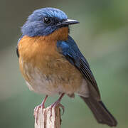 Hill Blue Flycatcher