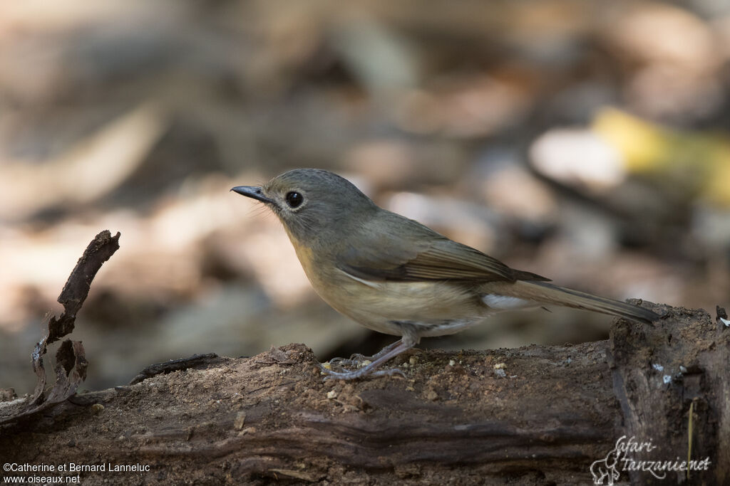 Hill Blue Flycatcher female adult, identification