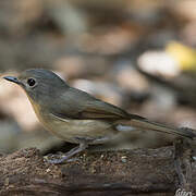 Hill Blue Flycatcher