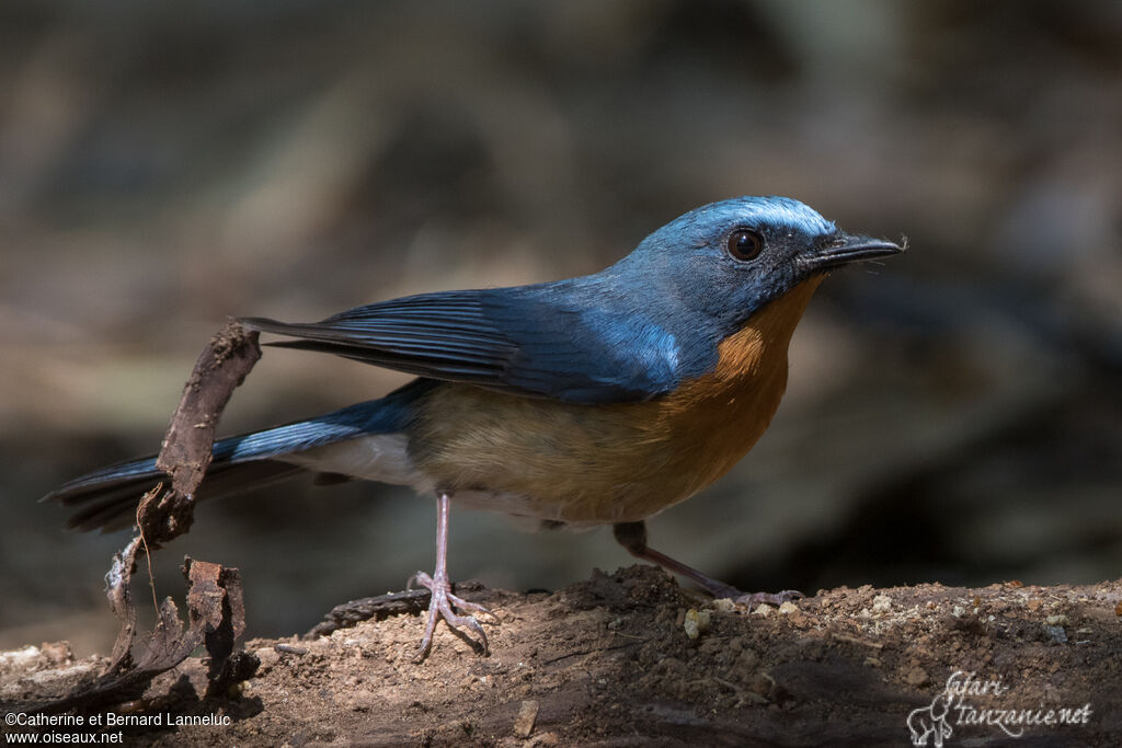 Hill Blue Flycatcher male adult