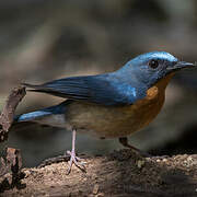 Hill Blue Flycatcher