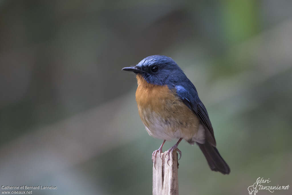 Hill Blue Flycatcher male adult, close-up portrait