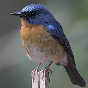 Hill Blue Flycatcher