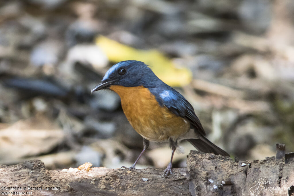 Hill Blue Flycatcher male adult