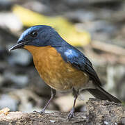 Hill Blue Flycatcher