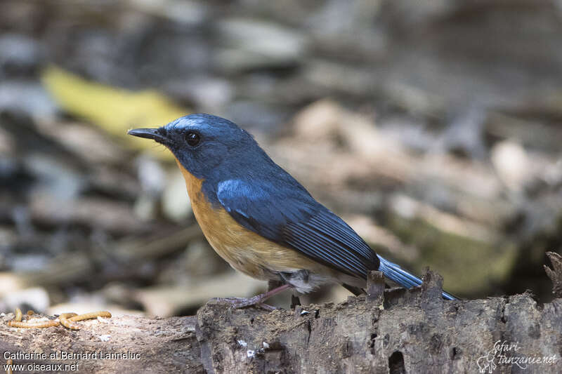 Hill Blue Flycatcher male adult, identification