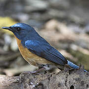 Hill Blue Flycatcher