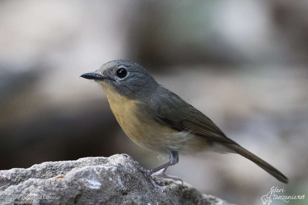 Hill Blue Flycatcher female adult, identification