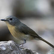 Hill Blue Flycatcher