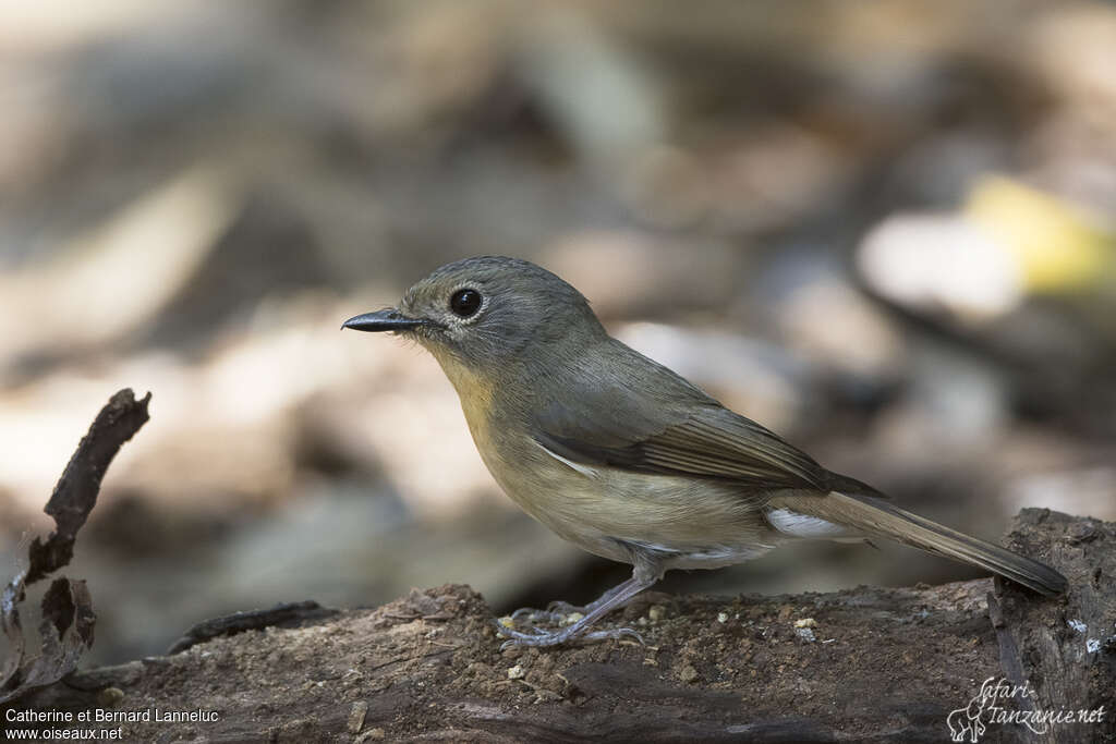 Hill Blue Flycatcher female adult, identification