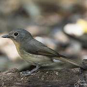 Hill Blue Flycatcher