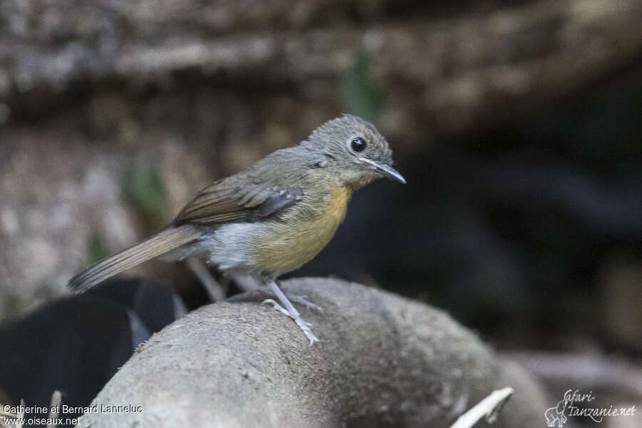 Hill Blue Flycatcher female Second year, identification