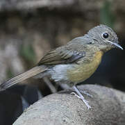 Hill Blue Flycatcher