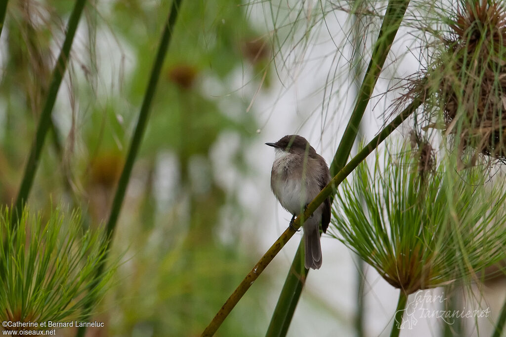 Swamp Flycatcher