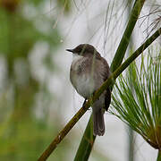 Swamp Flycatcher