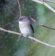 Swamp Flycatcher