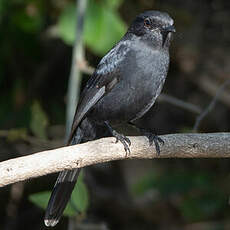 Gobemouche drongo