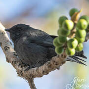 Northern Black Flycatcher