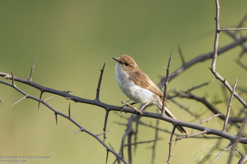 Gobemouche du Maricoadulte, identification